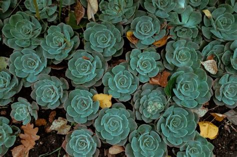 Come Prendersi Cura Della Echeveria La Regina Delle Piante Grasse