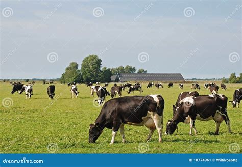 Dairy Cows Peacefully Grazing Stock Image Image Of Farmland Calcium