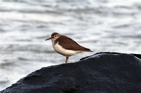 common sandpiper bird actitis  photo  pixabay