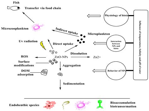 Single And Combined Toxicity Effects Of Zinc Oxide Nanoparticles