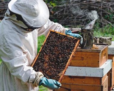 How Can I Start A Honey Bee Farming Business In India Tip For