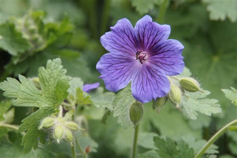 Geranium Rozanne Combineren Geschikte Planten Tuintipsonline Nl