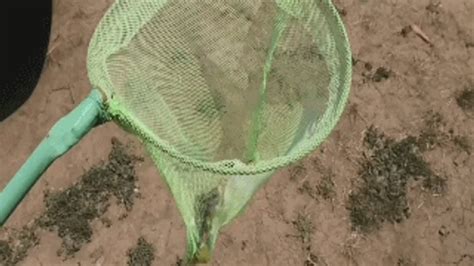 Every Day A New Sacrifice Order Mov Blonde Stories Clips Sale