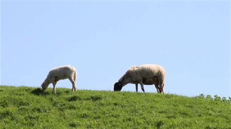 Verbod Op Beweiden Van Lekdijk Tijdens Stormseizoen Agraaf Nl