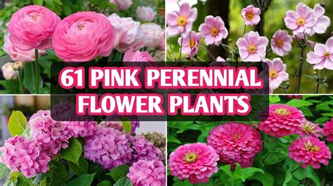 Pink Perennial Flower Plants Pink Flowering Plants And