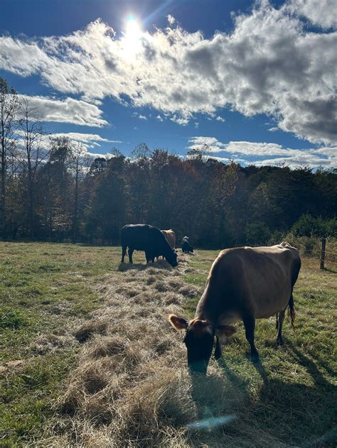 This is the true meaning of appalachian homesteading 4