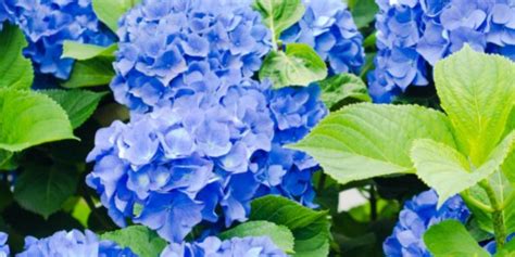 Best Hydrangea Companion Plants And To Avoid Fluxing Well