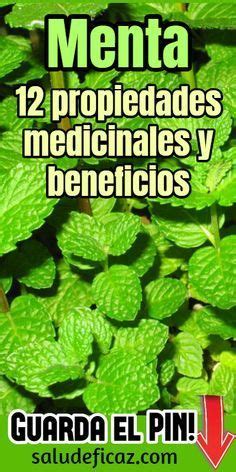 Para Que Sirve La Planta Medicinal Llamada Menta Plantă Blog