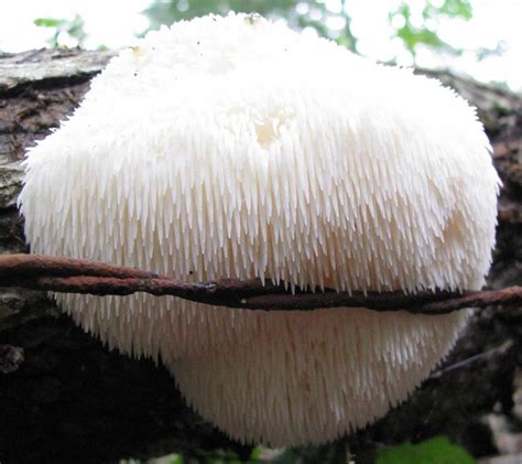 Lions Mane Mushroom Hericium Erinaceus A Powerful Nootropic Fungus