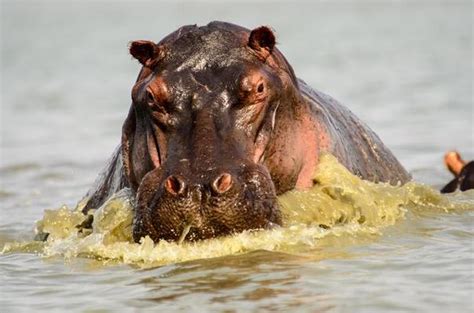 Hippo Stock Photos, Images and Backgrounds for Free Download