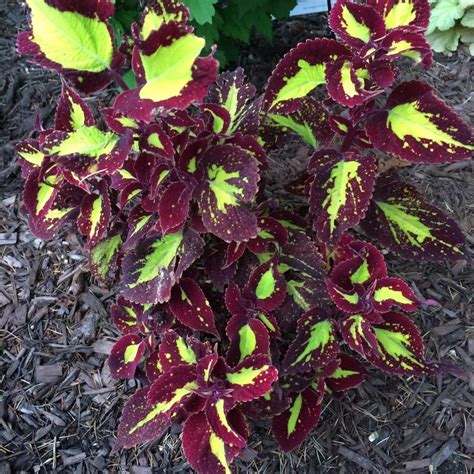 Photo Of The Entire Plant Of Coleus Coleus Scutellarioides Saturn