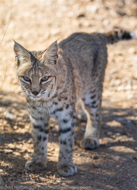 Bobcat Tucson Arizona Photos By Ron Niebrugge