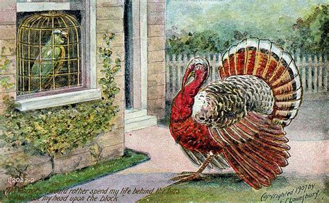 Kiwis Angels Vintage Illustrated Parrot Postcards
