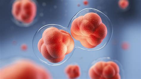 stem cells      stemcell banking