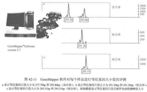 植物分子标记及应用 简单序列重复标记 丁香实验