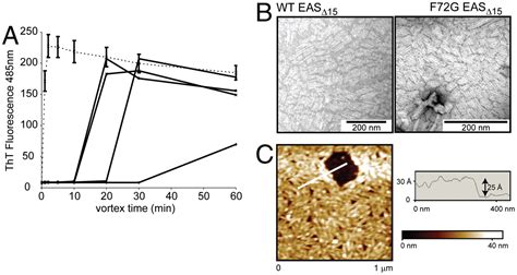 Self Assembly Of Functional Amphipathic Amyloid Monolayers By The Fungal Hydrophobin Eas Pnas