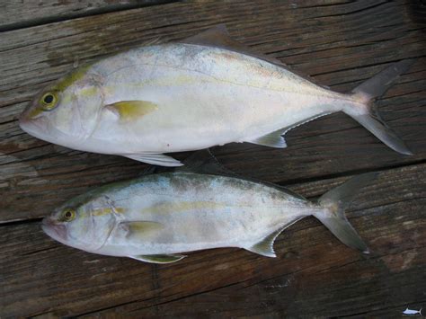 amberjack identification ncfishescom