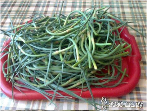 Чеснок. Рецепты. Заготовка.: Дневник пользователя Татьяна Векленко