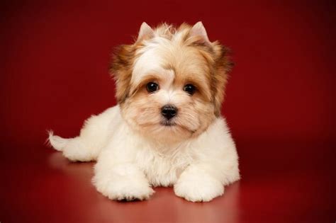 Premium Photo Biewer Yorkshire Terrier On Colored Background