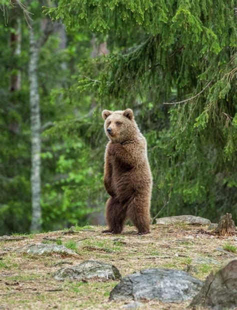 Un Oso En El Fondo De Un Hermoso Bosque Foto Premium