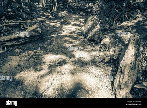 Altes Schwarz Weiß Bild von tropischen natürlichen Dschungel Wald