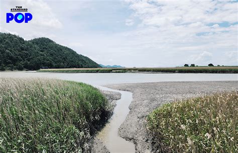 Suncheonman Bay Wetland Reserve เที่ยวพื้นที่ชุ่มน้ำของเกาหลีใต้ แหล่ง