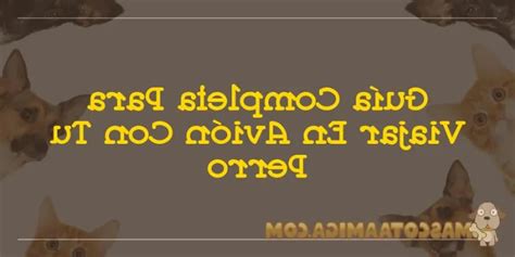 C Mo Viajar Con Tu Perro En Avi N Una Gu A Para Asegurar Un Viaje
