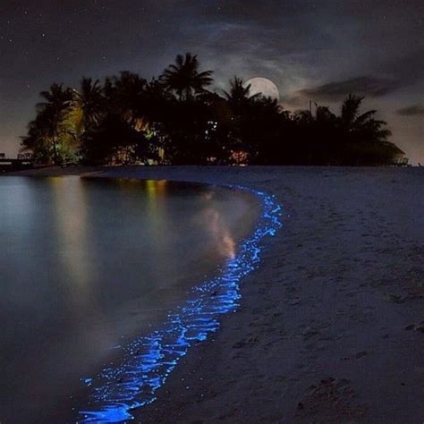 Earthfocus On Instagram Bioluminescent Phytoplankton And The