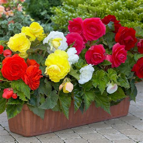 begonia double perennial flower bulbs mix color for al season