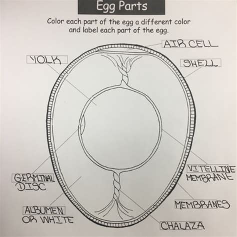 Lets Learn Chicken Egg Anatomy 101 Eggs Meyer Hatchery Blog