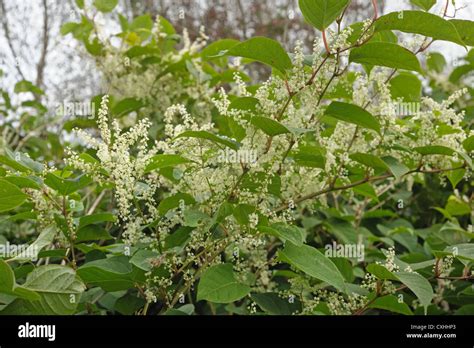 Japanese Knotweed Fallopia Japonica Flowering Plants Stock Photo
