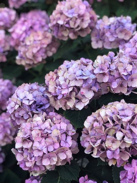 Hydrangeas Heavenly Cabbage Flowers Cabbages Royal Icing Flowers