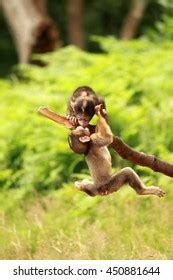 Baby Monkeys Kissing Stock Photo 450881644 | Shutterstock