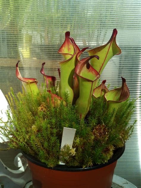 H Heliamphora Spec Nov Akopan Dimsnursery Flickr