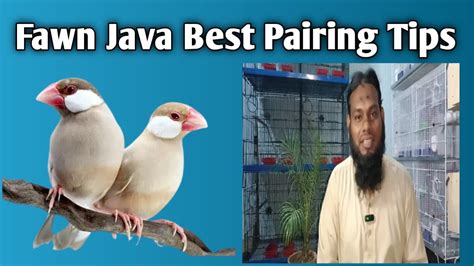 Fawn Java Breeding Setup L Fawn Java Pairing Tips L Very Informative