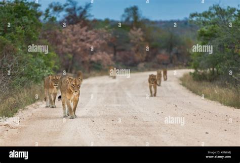 Kruger National Park Lion Hi Res Stock Photography And Images Alamy