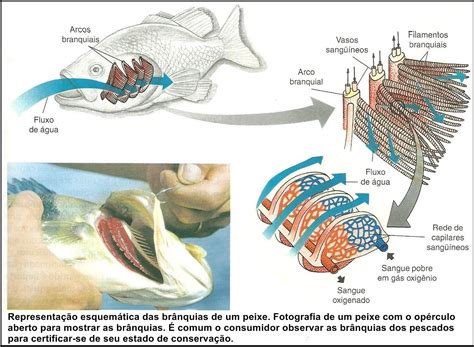 Biologia Genial PEIXES