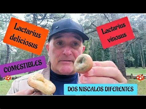 DOS SETAS COMESTIBLES LACTARIUS VINOSUS Y LACTARIUS DELICIOSUS