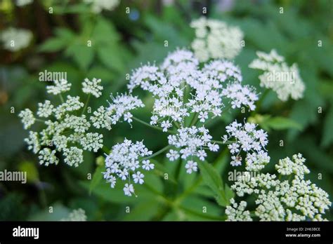 Ground Elder Aegopodium Podagraria In Flower Stock Photo Alamy