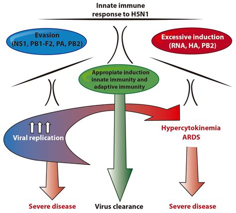 Viruses | Free Full-Text | Innate Immunity to H5N1 Influenza Viruses in Humans