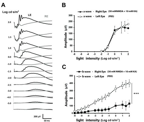 Scotopic Electroretinographic Responses After Intraocular Injection Of