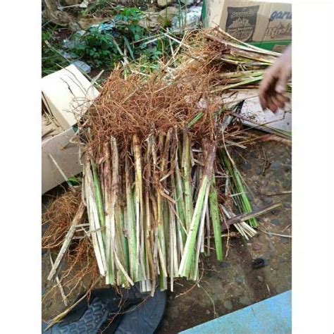 Jual Rumput Vetiver Akar Wangi Rumput Anti Longsor Rumput Penahan