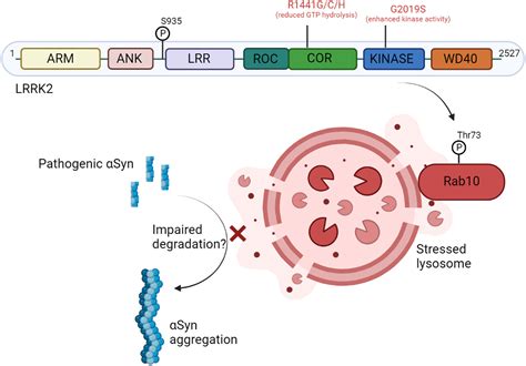 A Leucinerich Repeat Kinase 2 LRRK2 Pathway Biomarker