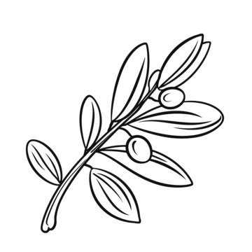 Olive Branch Outline PNG Transparent Images Free Download | Vector ...