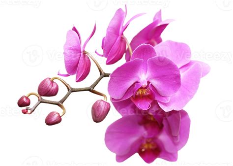 Orchidee Blume Png Transparent Hintergrund 29712256 PNG