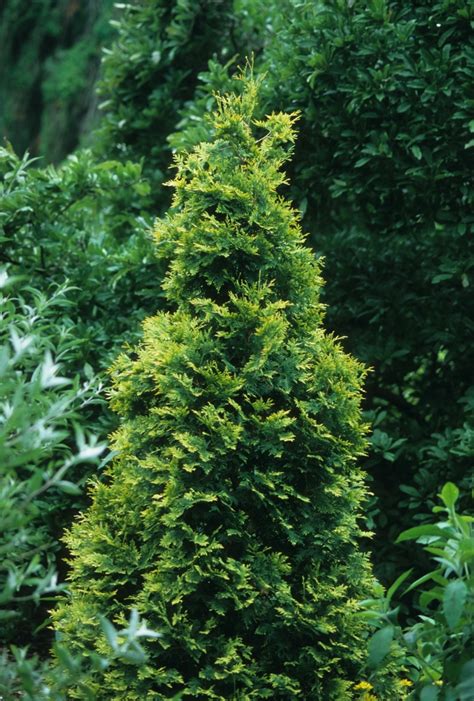 Thuja Occidentalis George Peabody Arborvitae Garden Center Marketing