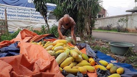 Petani Timun Suri Di Pamulang Sumringah Selain Hasil Panen Bagus