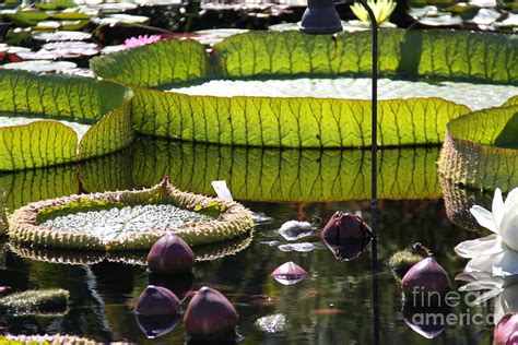 Giant Lily Pads Photograph By Gayle Johnson Fine Art America