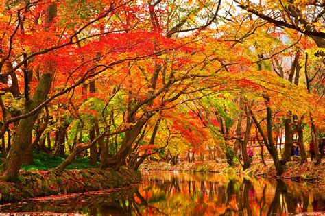 Our Favorite Ohio Trees In The Fall Clean Cut Tree And Landscape