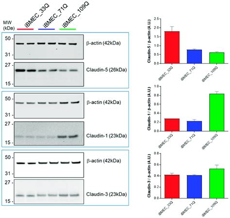 Claudins Representative Cropped Western Blot Confirming Expression Of Download Scientific